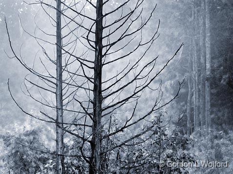 Two Dead Trees_21138.jpg - Photographed near Smiths Falls, Ontario, Canada.